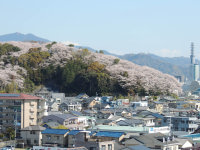 八幡山の桜２０１３年３月２７日