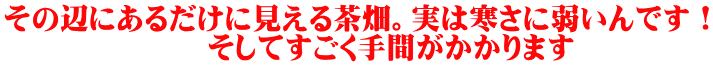 その辺にあるだけに見える茶畑。実は寒さに弱いんです! そしてすごく手間がかかります