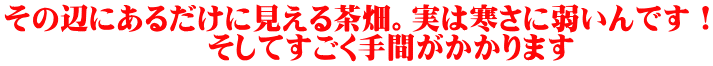 その辺にあるだけに見える茶畑。実は寒さに弱いんです！ 　　　　　　　そしてすごく手間がかかります