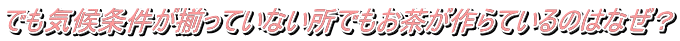 でも気候条件が揃っていない所でもお茶が作らているのはなぜ?