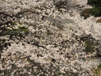 神田川の桜２０１３年３月２３日