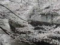 神田川の桜２０１３年３月２３日