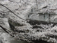 神田川の桜２０１３年３月２３日