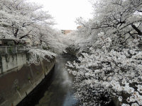 神田川の桜２０１３年３月２３日