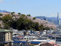 八幡山の桜２０２２年４月５日