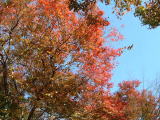 紅葉